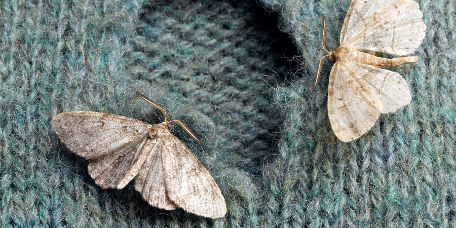 Moth prevention in wardrobe
