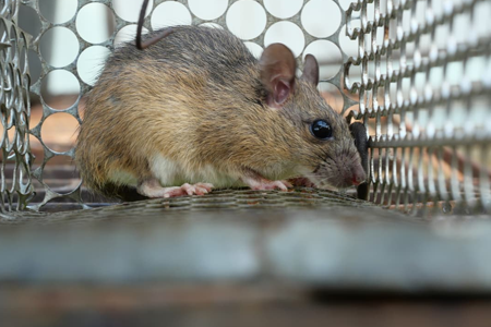 Rodent bait station installed neatly in a Birmingham kitchen