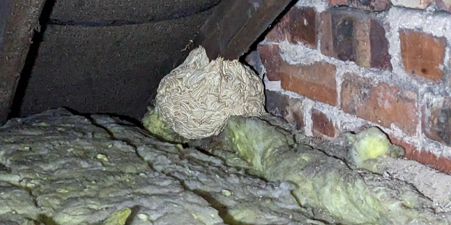 Wasp nest in loft
