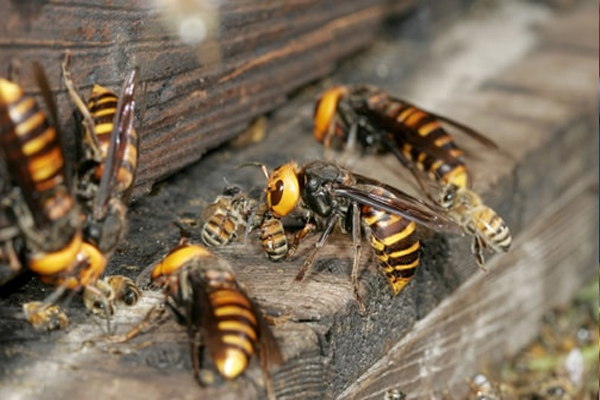 Wasp Nest Removal in West Bromwich
